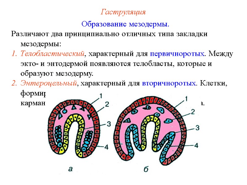 Гаструляция Образование мезодермы. Различают два принципиально отличных типа закладки мезодермы: Телобластический, характерный для первичноротых. Гаструляция Образование мезодермы. Различают два принципиально отличных типа закладки мезодермы: Телобластический, характерный для первичноротых.